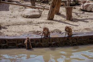 A group of monkey species in the zoo. photo