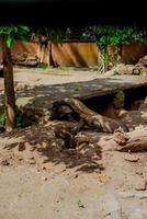 Komodo Dragon. The largest lizard in the world. The Komodo dragon is an animal protected by the Indonesian government. photo