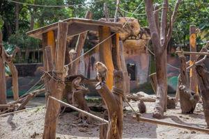 A group of monkey species in the zoo. photo