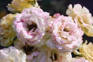 Withered roses with dots on the petals growing in the garden. photo