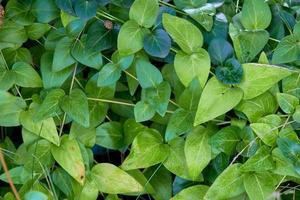 Natural background of green leaves photo