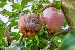 manzana carcomida podrida colgando del árbol. foto