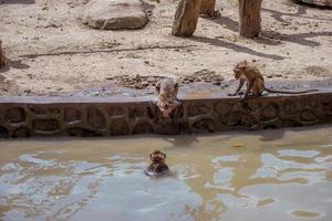 un grupo de especies de monos en el zoológico. foto