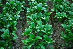 hojas de mostaza que crecen en campos agrícolas foto