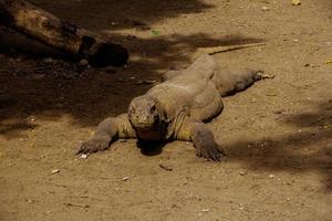 Komodo Dragon. The largest lizard in the world. The Komodo dragon is an animal protected by the Indonesian government. photo