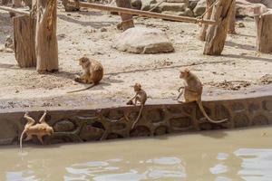 un grupo de especies de monos en el zoológico. foto