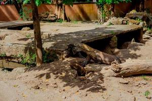 Komodo Dragon. The largest lizard in the world. The Komodo dragon is an animal protected by the Indonesian government. photo