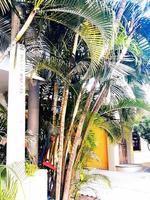 Tropical Streetscape Scenes photo