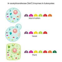 Actividad de la enzima n-acetiltransferasa nat en diferentes especies vector