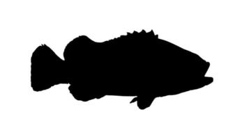Groupers Fish Silhouette for Icon, Symbol, Pictogram, Logo or Graphic Design Element. Vector Illustration