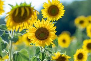 Sunflowers receive the beautiful afternoon sun photo