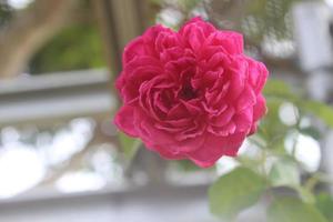 Close-up of beautiful pink roses in garden on blurred background. Latin name is Rosa chinensis. photo