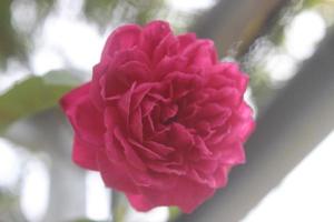 Close-up of beautiful pink roses in garden on blurred background. Latin name is Rosa chinensis. photo