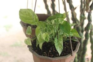 primer plano de una hermosa planta de betel de marfil en una olla y colgando en el jardín. el nombre científico es epipremnum aureum. Utilizado para plantas ornamentales de interior y exterior. foto