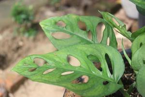 Close-up of beautiful widow perforated plant on blurred background. Used for indoor and outdoor ornamental plants. photo