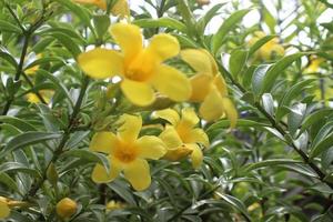 Close up of beautiful Allamanda cathartica flower in garden. This flower is also called the golden trumpet flower, yellow bell flower or buttercup flower. Usually used for ornamental plants outdoors. photo