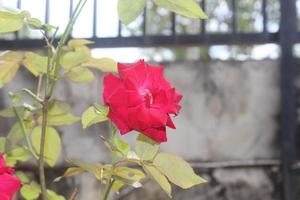 Close-up of beautiful red roses in garden on blurred background. Latin name is Rosa chinensis. photo