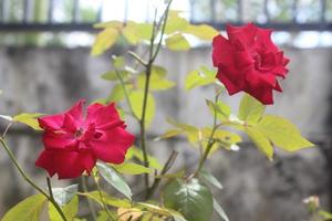 Close-up of beautiful red roses in garden on blurred background. Latin name is Rosa chinensis. photo