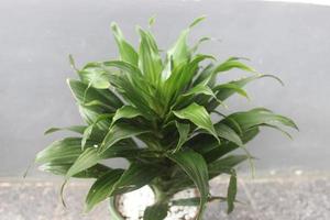 Close-up of a beautiful dracaena fragrans plant in a pot on a blurred background. Used for indoor and outdoor ornamental plants. photo