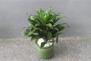 Close-up of a beautiful dracaena fragrans plant in a pot on a blurred background. Used for indoor and outdoor ornamental plants. photo