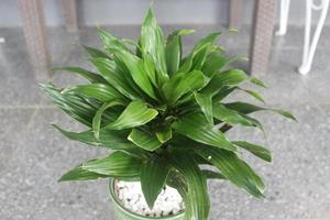 Close-up of a beautiful dracaena fragrans plant in a pot on a blurred background. Used for indoor and outdoor ornamental plants. photo