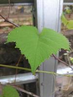 The beauty of grape leaves with water droplets on the edges. Blurred background. photo