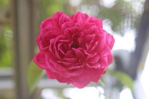 primer plano de hermosas rosas rosadas en el jardín sobre un fondo borroso. nombre latino es rosa chinensis. foto