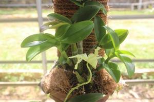 Close-up of beautiful dendrobium areedang green orchid flowers in garden on blurred background. Great for indoor and outdoor decoration. photo