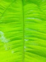 primer plano de hojas verdes coloridas de echinodorus cordifolius con fondo borroso. foto