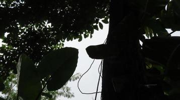 The photo shows the leaves and tree, illuminated by sunlight. In the background there are green trees.