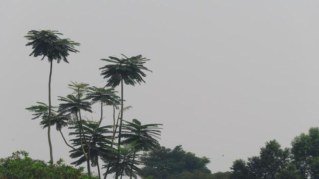 The photo shows the leaves and tree, illuminated by sunlight. In the background there are green trees.