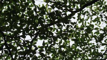 The photo shows the leaves and tree, illuminated by sunlight. In the background there are green trees.