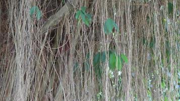 las plantas de hiedra de cortina se cierran, como fondo foto