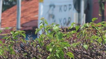 stem and leaves of the plant on the street photo