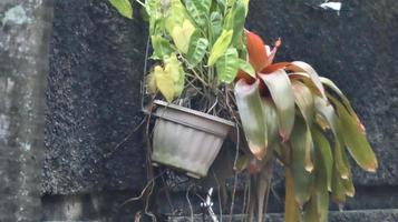 plant hanging on wall background photo