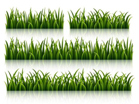 Set of green grass isolated on white background