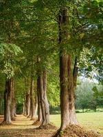 forest and castle in  westphalia photo