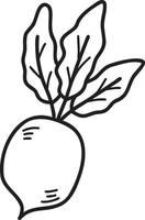 Hand Drawn radish illustration vector