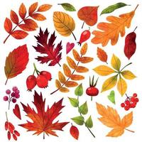 Fall leaves, hand drawn vector watercolor illustration