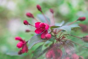 primer plano de las flores del manzano rojo en flor en primavera. concepto de temporada de primavera. foto