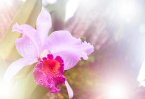 fresh pink orchid flower background photo