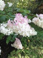 Flowering bush of white-pink hydrangea in garden photo