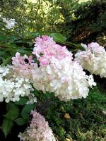 Flowering bush of white-pink hydrangea in garden photo