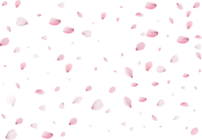 sakura petali sfondo png