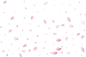 Sakura petals background png