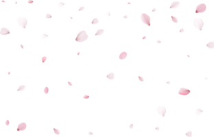 sakura realistic petals png