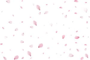 sakura realistic petals png