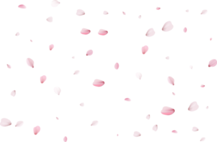 sakura realistic petals png