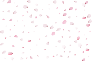 sakura realistic petals png