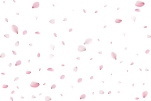 sakura realistico petali png